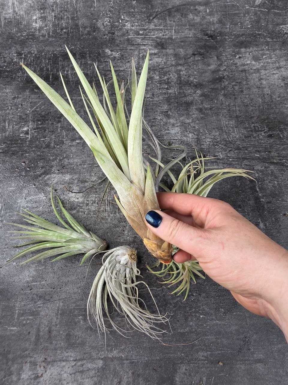 Tillandsia zelená kompaktní